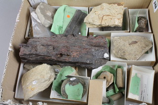 A collection of mixed fossils mainly fish
