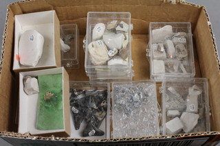 A box containing a collection of fossil teeth