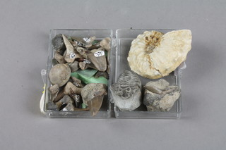 A small collection of fossils, fossilized teeth, an ammonite etc