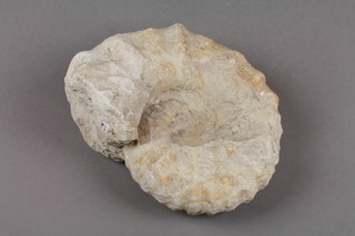 An ammonite fossil 5" 