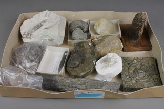 A collection of various fossils