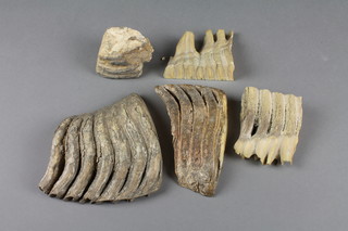4 sections of mammoth teeth
