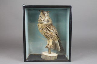 A stuffed and mounted owl contained in a rectangular case 15" x 13" and one other contained in a display case 14"h x 12"w 