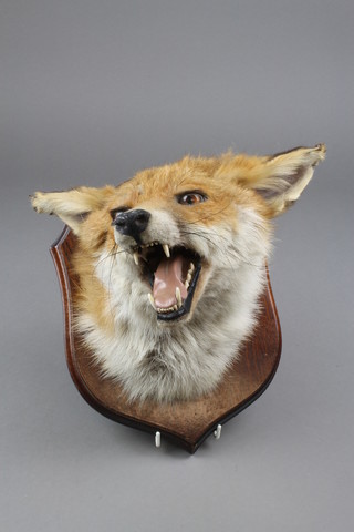 A stuffed and mounted foxes head 