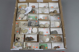 A fragment of Echinoid and various other fossils etc