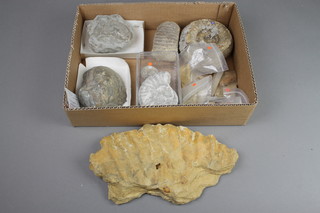 A large ammonite 4 1/2", 1 other and a collection of fossils