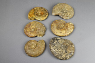 6 large ammonites 