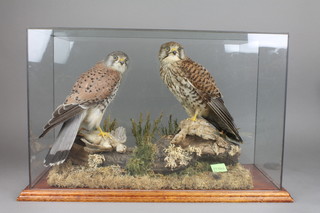 A pair of stuffed and mounted hawks contained in naturalistic surroundings 14"h x 22"w x 9"d 