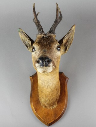 A stuffed and mounted deers head 