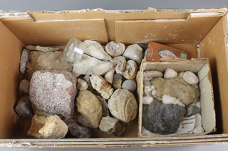 A box of fossils