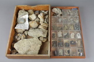 2 shallow trays of various fossils 