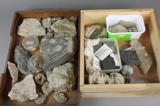 2 trays of various fossils 