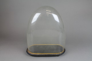 A Victorian oval glass dome raised on an ebonised stand 15"h x 12"w x 5 1/2"d