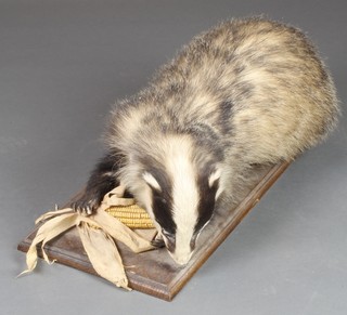 A stuffed and mounted badger with corn on the cob 24"