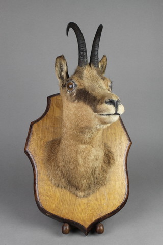 A stuffed and mounted chamois mask raised on an oak shield 