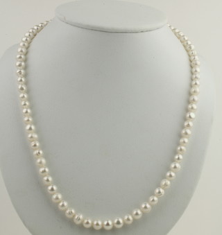 A strand of cultured pearls with silver clasp 20 1/4"