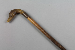 A 19th Century walking cane, the horn handle carved in the shape of a hounds head 