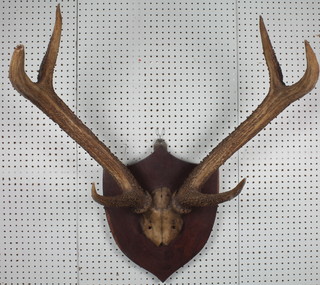 A pair of stags antlers mounted on a mahogany shield 