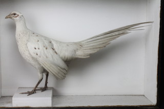 A stuffed and mounted albino cock pheasant together with a hen, contained in 2 display cabinets 21"h x 8 1/2"