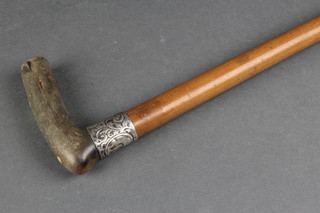 A horn handled walking cane with silver collar