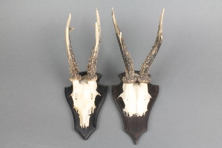 2 pairs of deers antlers mounted on shaped oak shields, the reverse containing jaw bones, marked 7752 and 59
