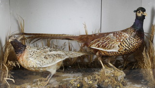 A stuffed and mounted cock pheasant with hen, cased in naturalistic surroundings 19" x 30" x 16 1/2" 