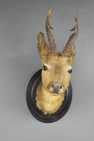 A stuffed and mounted deers mask 