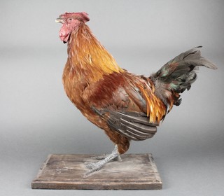 A stuffed and mounted cockerel 17" 