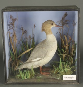 W Lowen, a stuffed and mounted Goosander Juvenile, contained in a naturalistic case 20"h x 20"w x 9"d