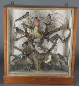 A pair of Victorian stuffed and mounted Kingfishers together with 11 other birds, contained in a naturalistic case 23"h x 21"w x 10"