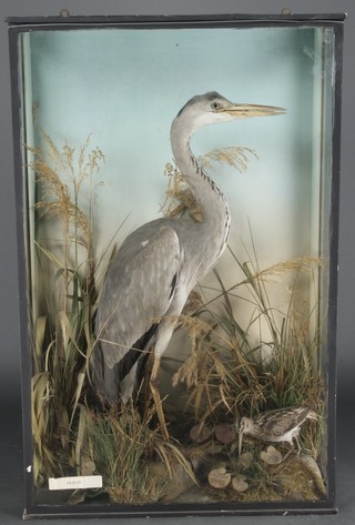 A Victorian stuffed and mounted heron together with a snipe contained in a naturalist case with grasses 37"h x 24"w x 11 1/2"d 