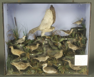 A Victorian large and impressive display of 13 various stuffed and mounted birds including a sparrowhawk, snipe, reed bunting and others, contained in a naturalistic case 34"h x 29"w x 11"d  