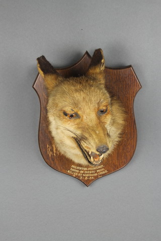 John Wood, a stuffed and mounted foxes mask raised on an oak shield marked Dulverton fox hounds, found on Cuckoo Moore killed at Woodburn Cross 3/3/1954