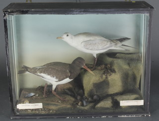 A stuffed and mounted common gull and an oyster catcher contained in a naturalistic case 19"h x 24"w x 9"d 