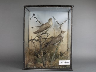 2 Victorian stuffed and mounted cuckoos in naturalistic surroundings 20"h x 16"w x 8 1/2"d 