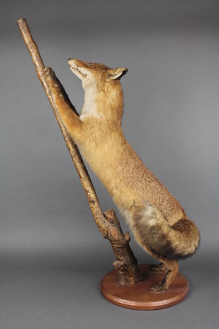 A stuffed figure of a climbing fox 33" 