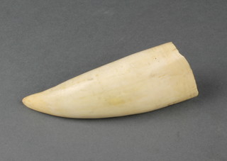 A Walrus tusk 6" 