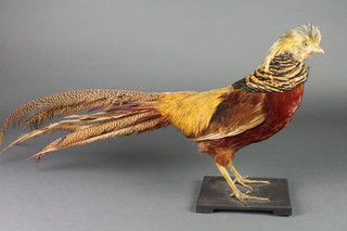 A stuffed and mounted figure of a standing cock pheasant 12" 