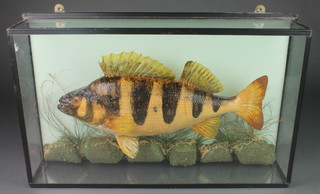 A stuffed and mounted roach in display case 12" x 20" 