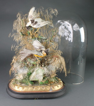 2 Victorian stuffed and mounted exotic birds contained under a glass dome 23" x 14" x 10" 