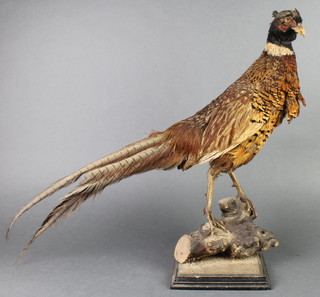 A stuffed and mounted figure of a cock pheasant 20" 