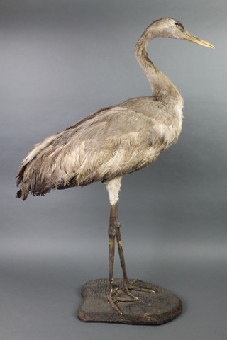 A stuffed and mounted figure of a standing heron 13" 