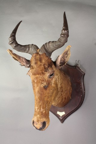 A Tsessebe Antelope head, stuffed and mounted by Rowland Ward