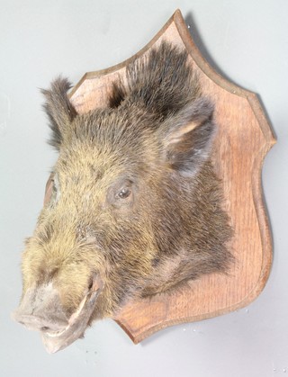A stuffed and mounted boars mask 