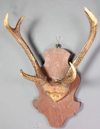 A pair of antlers 