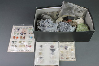 A small collection of fossils and stone specimens
