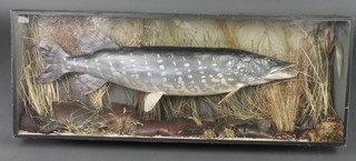 A large stuffed and mounted pike contained in a naturalistic case 17 1/2" x 46"w x 7 1/2"d