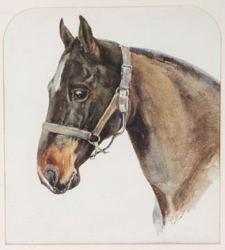 An Edwardian watercolour, a study of a horse, in arched mount, 17" x 15" 