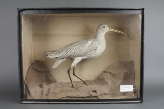 A Victorian stuffed and mounted curlew, contained in a naturalistic case 17 1/2"h x 23"w x 8"d 