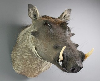 A stuffed and mounted warthog head 18" 
